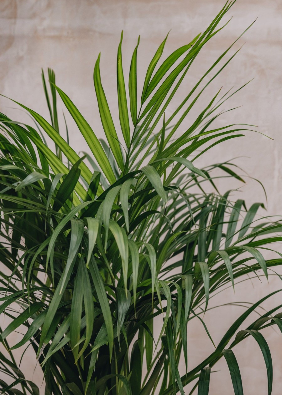 Interiors Houseplants Houseplants & Pots | Areca Dypsis Lutescens 21Cm