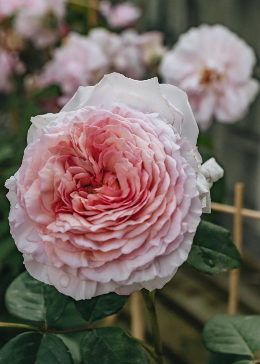 Plants David Austin Roses Rose Garden | Rosa James Galway Clg
