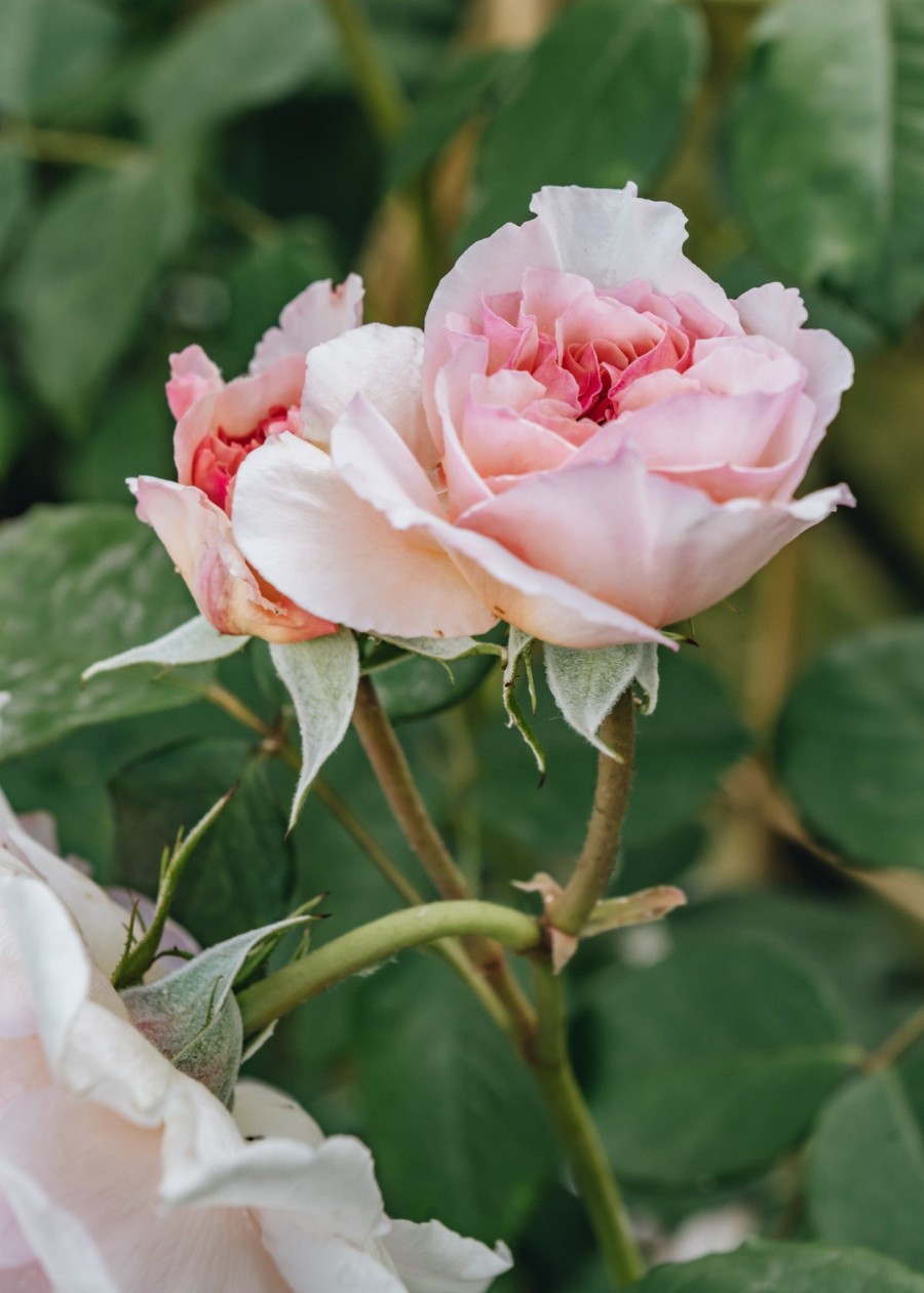 Plants David Austin Roses Rose Garden | Rosa James Galway Clg