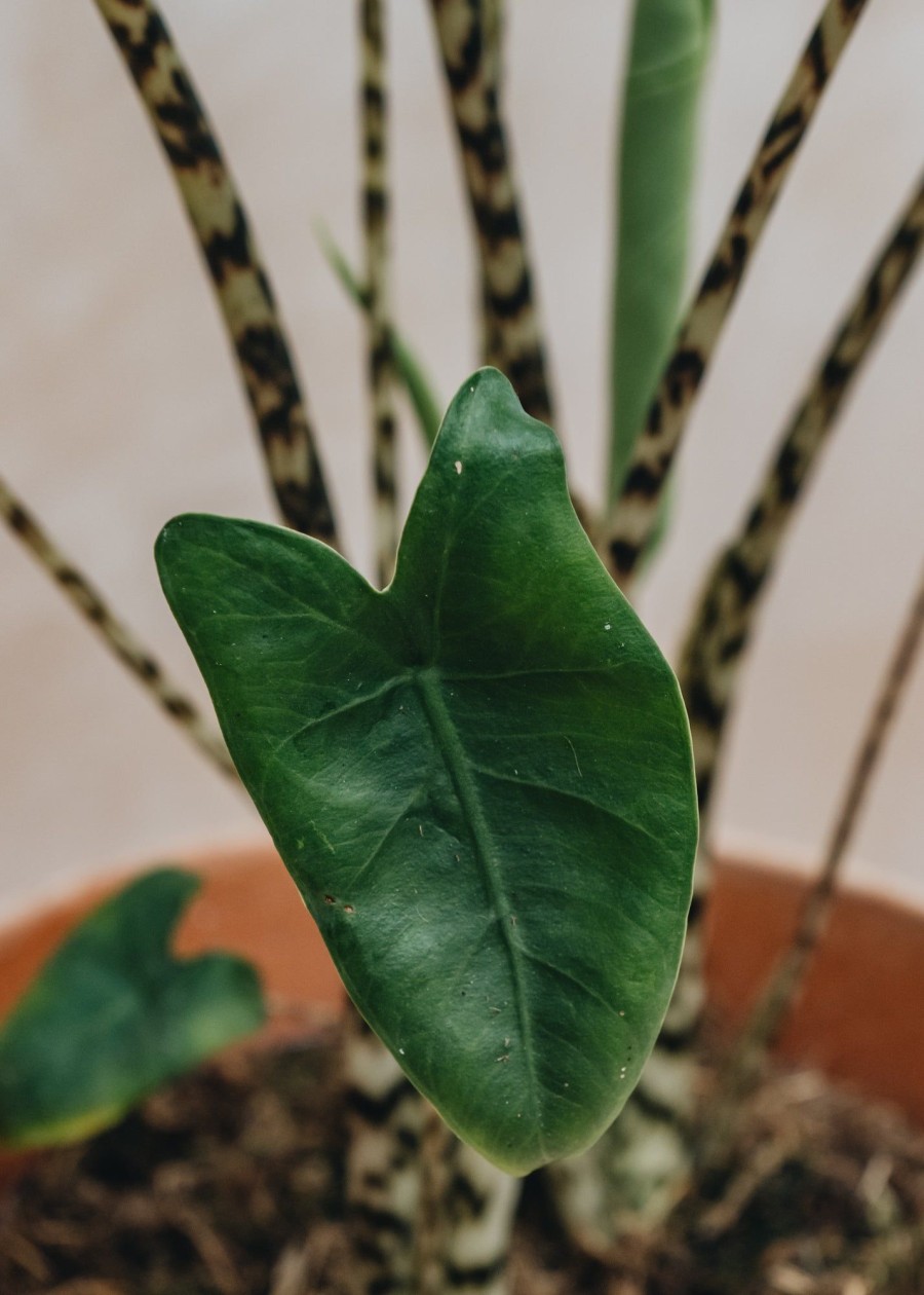 Interiors Houseplants Houseplants & Pots | Alocasia Zebrina Large