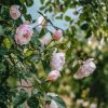 Plants David Austin Roses Rose Garden | The Generous Gardener Rose