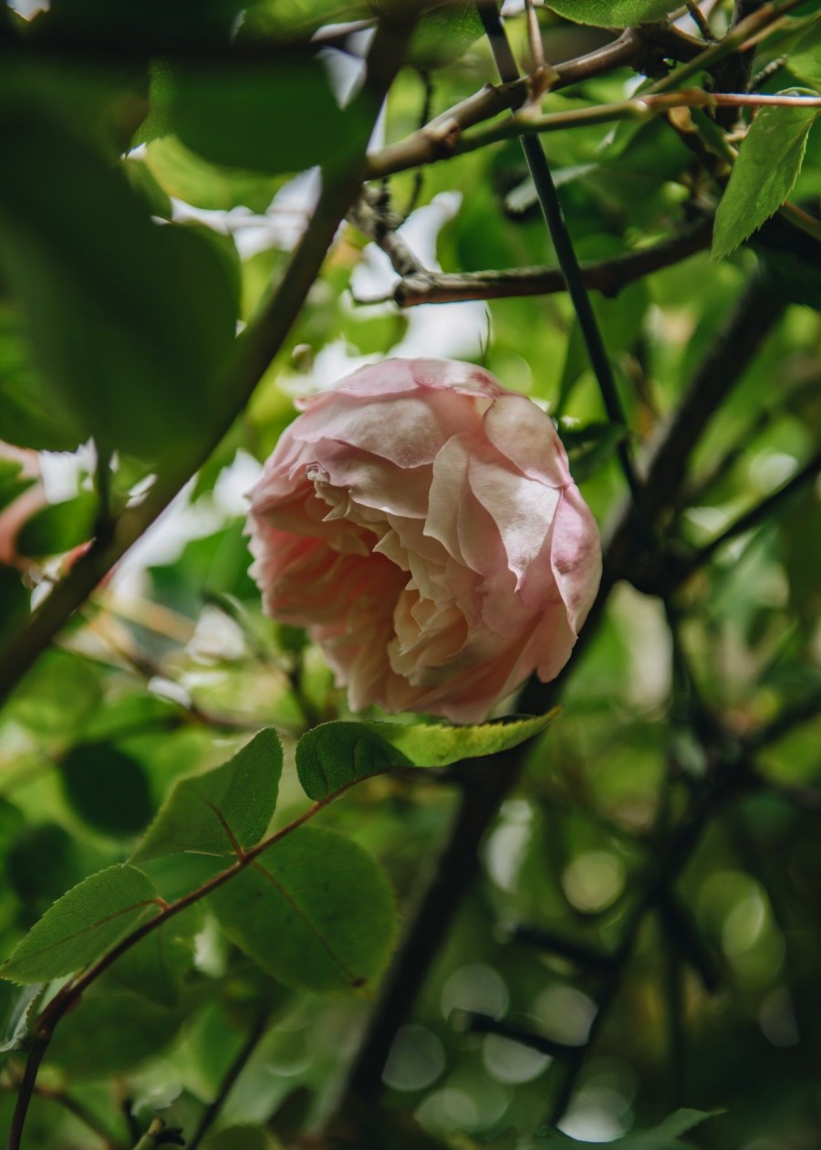 Plants David Austin Roses Rose Garden | The Generous Gardener Rose