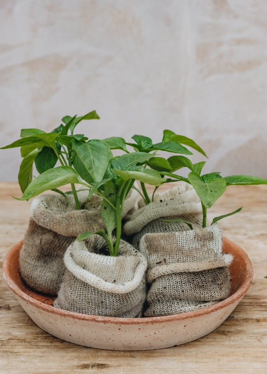 Gardening Wool Pots Grow Your Own | Wool Pots, Pack Of Ten