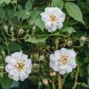 Plants David Austin Roses Rose Garden | Rosa The Garland
