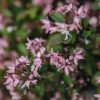 Plants Deutzia Cottage Garden | Deutzia Yuki Cherry Blossom