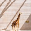 Children Hansa Soft Toys | Buy Greta Giraffe 3Ft