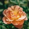 Plants David Austin Roses Rose Garden | David Austin The Lark Ascending Rose