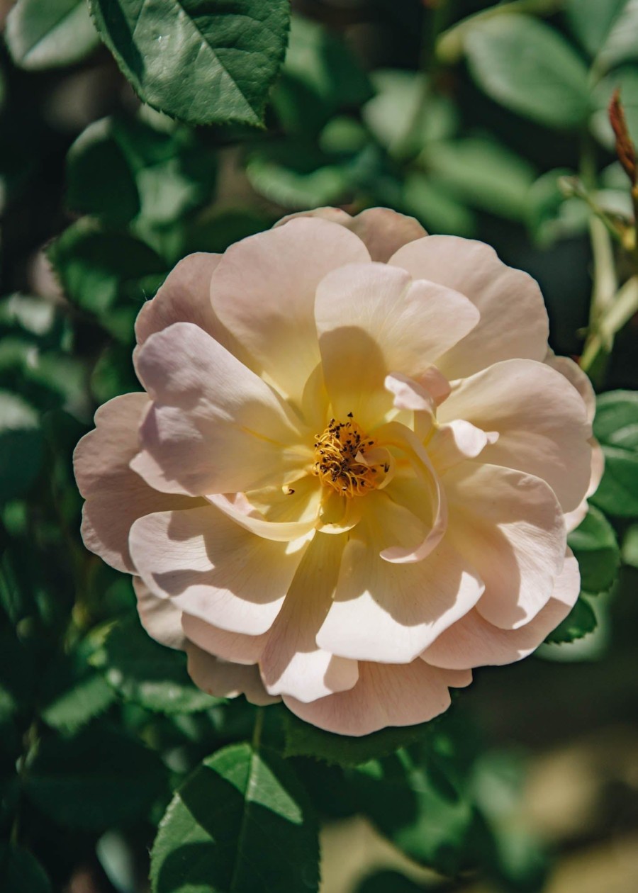 Plants David Austin Roses Rose Garden | David Austin The Lark Ascending Rose