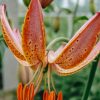 Plants Taylors Bulbs Lily Bulbs | Lilium 'Fairy Morning', Pack Of Three Bulbs