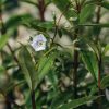 Plants Parahebe Cottage Garden | Parahebe Snowcap