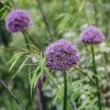 Plants Allium Pollinator Garden | Allium Gladiator