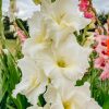 Plants Taylors Bulbs Gladioli Corms | Gladiolus 'Snowboard', Pack Of 10 Corms