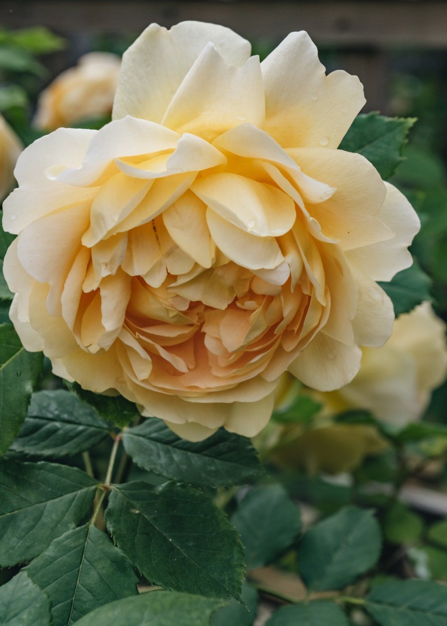 Plants David Austin Roses Rose Garden | David Austin Golden Celebration Rose