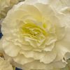 Plants Taylors Bulbs Begonia, Canna, Crocosmia And More Bulbs | Begonia 'Wummi Creme', Pack Of 5 Tubers