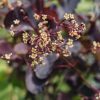 Plants Cotinus Cottage Garden | Cotinus Dusky Maiden