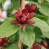 Plants Calycanthus Cottage Garden | Calycanthus Hartlage Wine