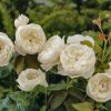 Plants David Austin Roses Rose Garden | William And Catherine Rose