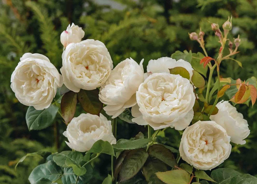 Plants David Austin Roses Rose Garden | William And Catherine Rose