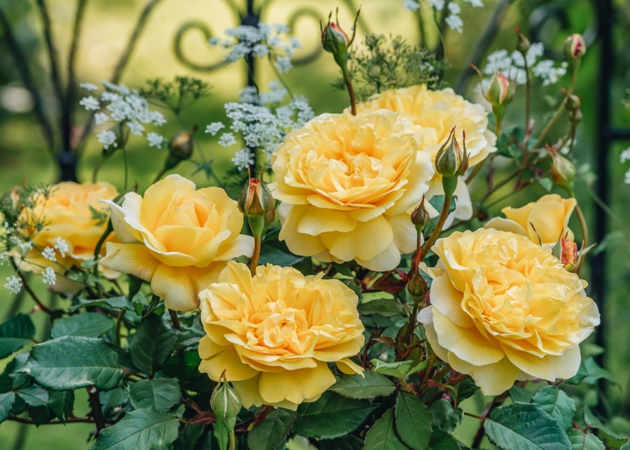 Plants David Austin Roses Rose Garden | David Austin Rosa The Poet'S Wife