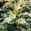 Plants Osmanthus Cottage Garden | Osmanthus Goshiki