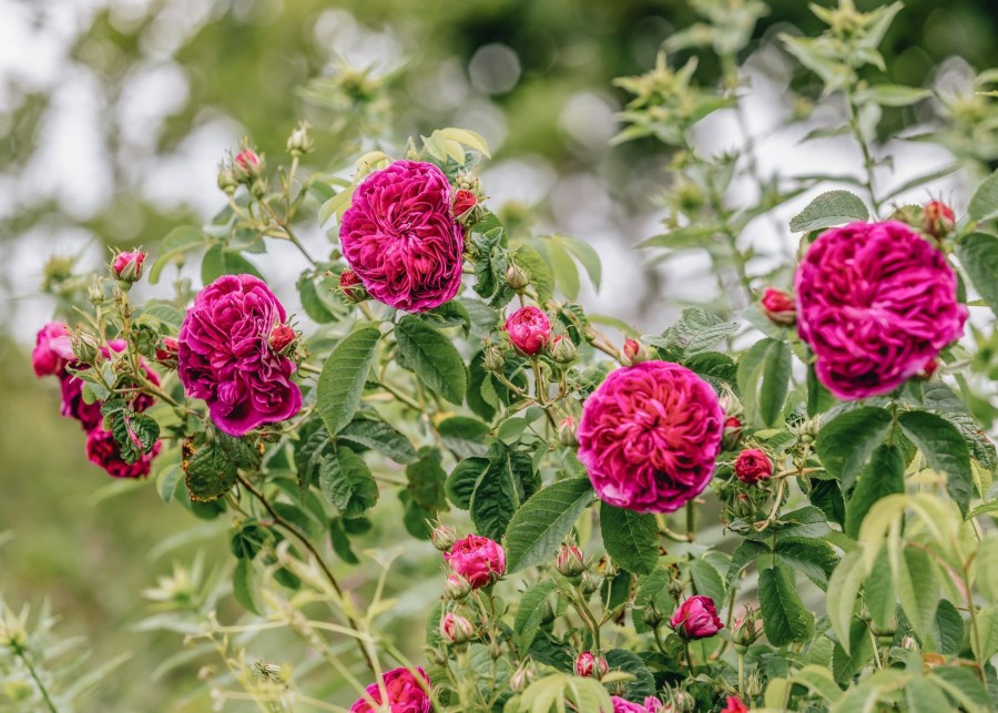 Plants David Austin Roses Rose Garden | Rosa Charles De Mills Agm
