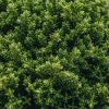 Plants Hebe Cottage Garden | Hebe Green Globe