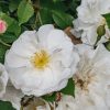 Plants David Austin Roses Rose Garden | Rosa Felicite-Perpetue Agm