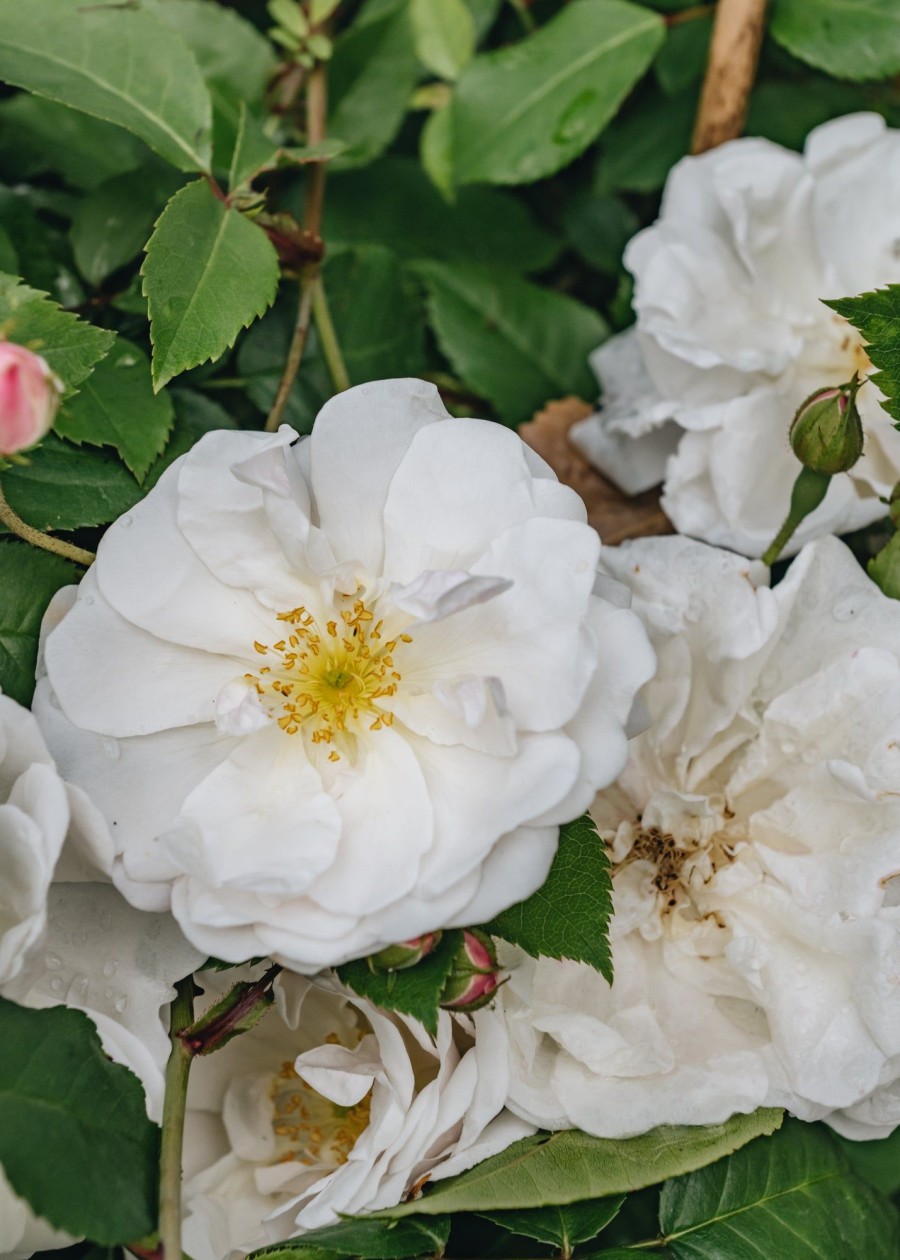 Plants David Austin Roses Rose Garden | Rosa Felicite-Perpetue Agm
