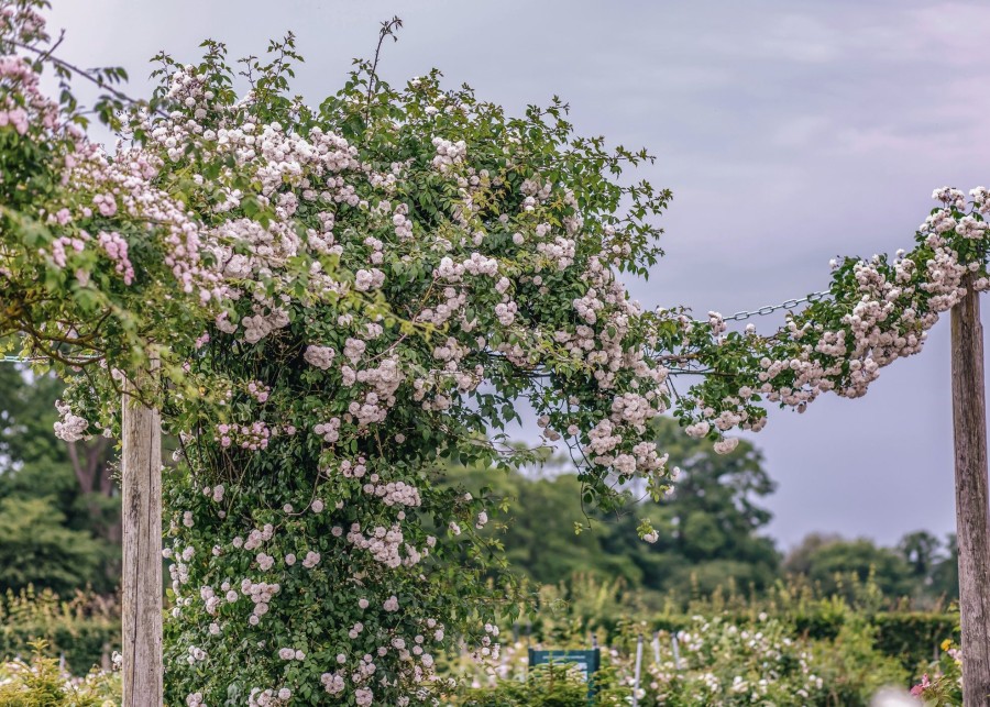 Plants David Austin Roses Rose Garden | Rosa Felicite-Perpetue Agm