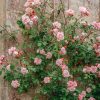 Plants David Austin Roses Rose Garden | Albertine Agm Rose