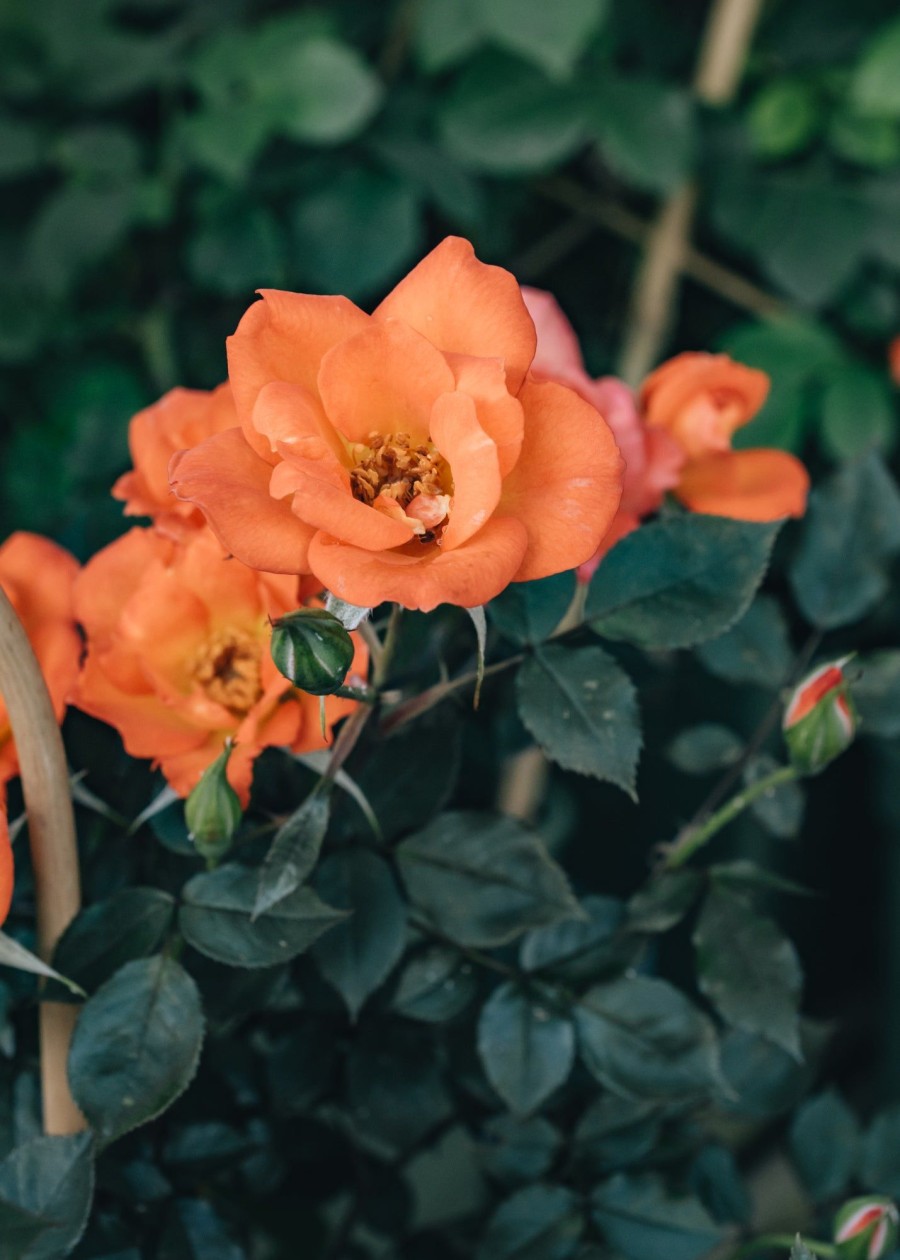 Plants David Austin Roses Rose Garden | Rosa Warm Welcome