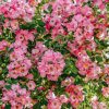 Plants David Austin Roses Rose Garden | Rosa Kew Rambler