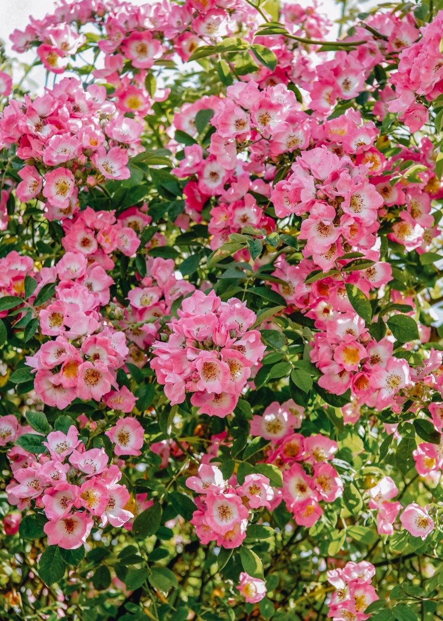 Plants David Austin Roses Rose Garden | Rosa Kew Rambler