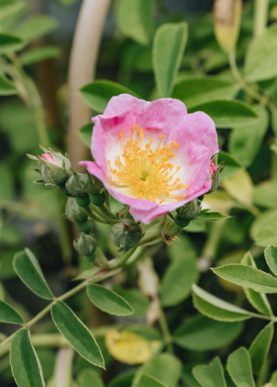 Plants David Austin Roses Rose Garden | Rosa Kew Rambler