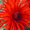 Plants Taylors Bulbs Dahlia Tubers | Dahlia 'Apache' Tubers