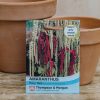 Plants Thompson & Morgan Seeds | Amaranthus Pony Tails Seeds