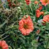 Plants Geum Pollinator Garden | Geum Coral Tempest