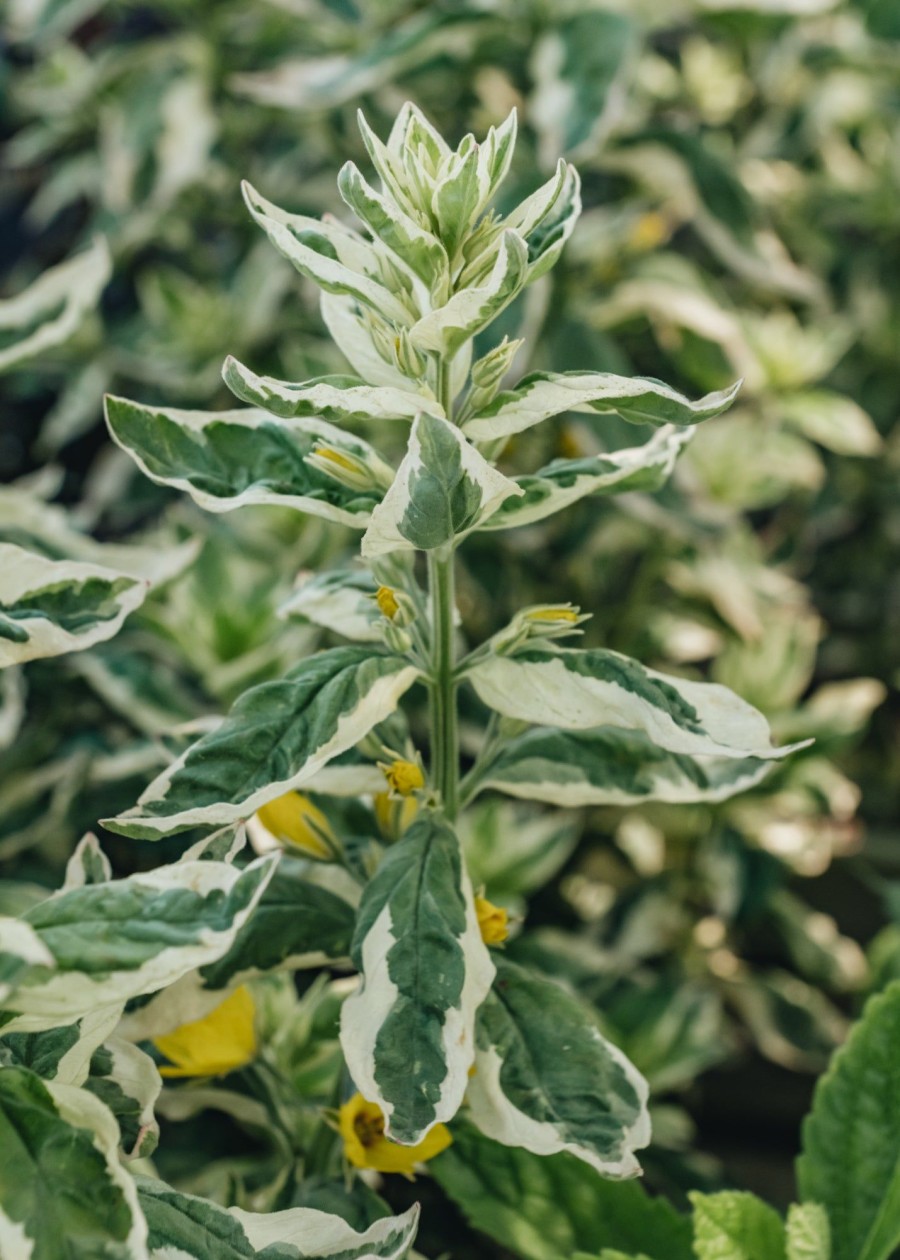 Plants Lysimachia Pollinator Garden | Lysimachia Punctata Alexander
