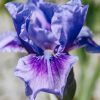 Plants Taylors Bulbs Iris Bulbs | Iris 'Bedtime Story', Pack Of Three Bulbs