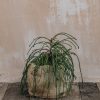 Plants Thuja Winter Garden | Thuja Plicata Whipcord 3L