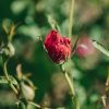 Plants David Austin Roses Rose Garden | Rosa Thomas A Becket