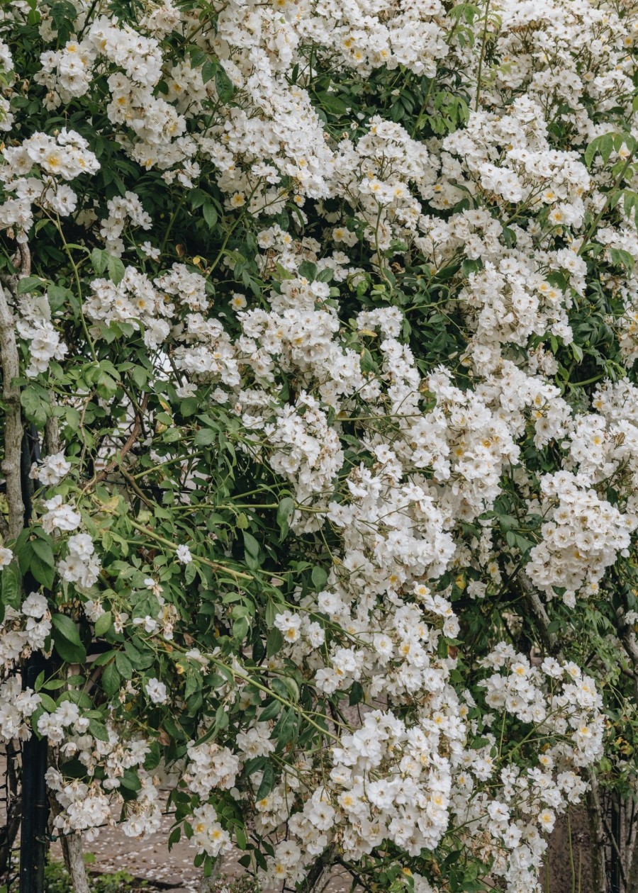 Plants David Austin Roses Rose Garden | David Austin Rambling Rector Rose