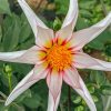 Plants Taylors Bulbs Dahlia Tubers | Dahlia 'Honka Fragile' Tubers