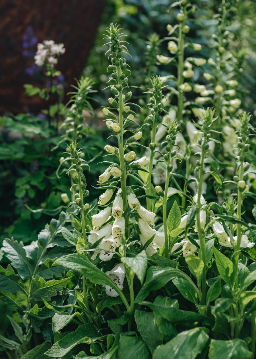 Plants Digitalis Pollinator Garden | Digitalis Dalmatian White