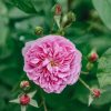 Plants David Austin Roses Rose Garden | David Austin Harlow Carr Rose