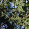 Plants Brunnera Perennials | Brunnera Jack Frost Agm
