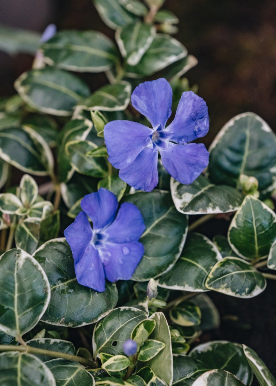 Plants Vinca Pollinator Garden | Vinca Ralph Shugert 2/3L