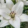 Plants Taylors Bulbs Lily Bulbs | Lilium 'Eyeliner', Pack Of Three Bulbs