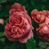 Plants David Austin Roses Rose Garden | David Austin Rosa Boscobel