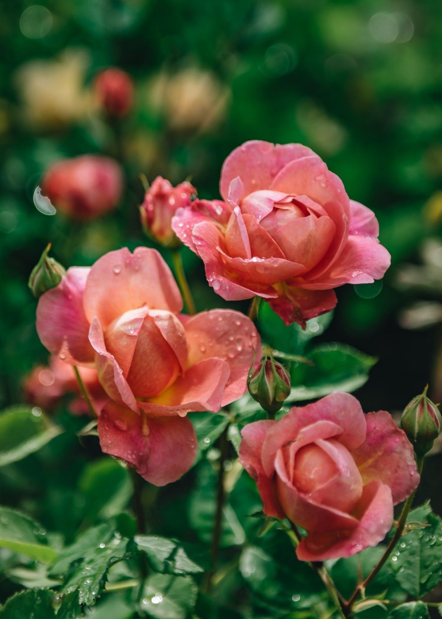 Plants David Austin Roses Rose Garden | David Austin Rosa Boscobel